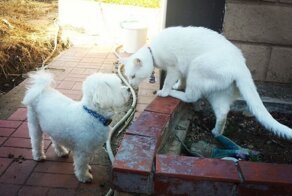 Как собака с кошкой