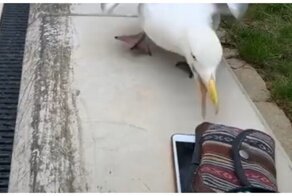 Дерзкая чайка украла кошелек у девушки