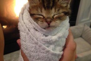 Котики в полотенцах