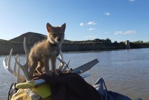 Рыбак на плоту спас щенка койота, который без сил лежал в воде