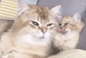 Кошачьи гифки