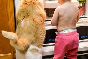 Большие коты - очень круты!