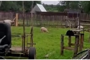 Любитель пива Вася