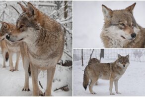 Заповедник онлайн