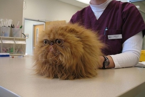 Смешные и просто красивые фотографии кошек (136 фото)