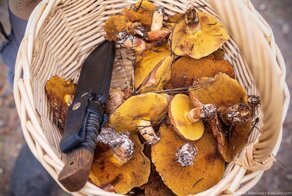 Как в Канаде грибы собирают