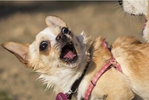 Собаки под впечатлением