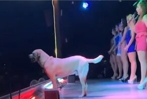 Любопытный пес выбежал на сцену и принял участие в музыкальном шоу