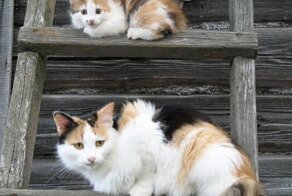 Котята и их родитель