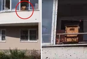 "Охренеть, идиоты": на балконе уральской многоэтажки поселили пчел