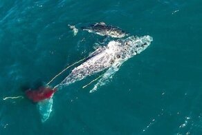 Белая акула убила кита, втрое превосходившего ее по размеру