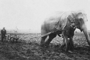 Как пахали на слонах