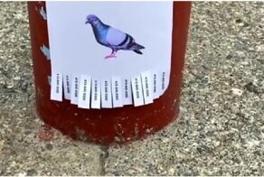 Оригинальное объявление для голубей