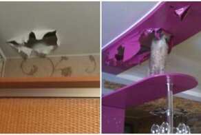 "Нет у нас больше питомца!": натяжной потолок vs кот