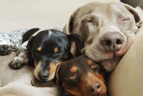 Дружба собак