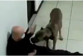 Внезапное нападение собаки на мужчину