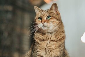 В турецком соборе много лет живет кошка, и она - его главная "хозяйка"