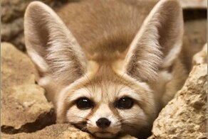 Симпатичная лисичка фенек