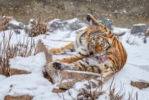 Амурский тигр: Гигантам стало тесно. Тигры всё чаще дерутся, воруют скот, ведут себя агрессивно