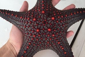 Эта морская звезда выглядит как космический корабль из научно-фантастического фильма