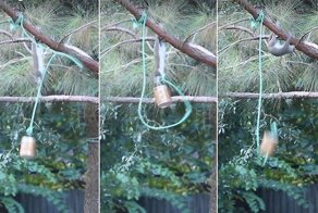 Проворная белка с легкостью достала орех из привязанной к дереву банки