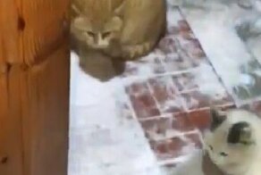 Когда к твоей кошке пришли ухажеры