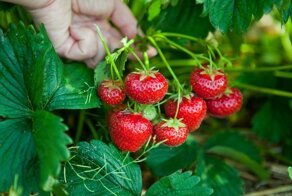 Вива, клубника, вива, виктория: почему в некоторых местностях клубнику называют викторией?