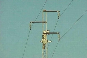 Спасение собаки (6 фото)