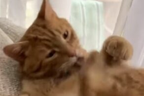 Кот избил себя собственной лапой