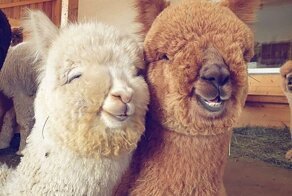 17 фото милых альпак, которые сделают ваш день чуточку лучше