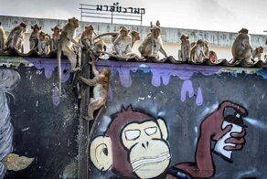 В тайском городе царит обезьяний террор