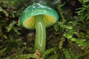 20 аргументов в картинках – в мире еще полным-полно загадок и диковинок