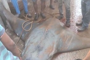 Рыбаки поймали гигантского морского дьявола весом 80 килограммов
