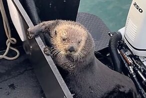 Морская выдра забралась в лодку, чтобы спастись от косатки