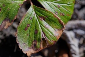 Пятна на клубнике: причины появления, лечение и меры профилактики