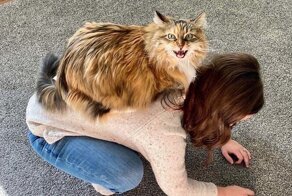 "Что не так с моим котом?": 35 котеек, которые внезапно сломались