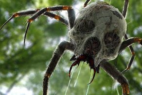 Жительницы одного из российских регионов были атакованы и укушены ядовитым жёлтым саком