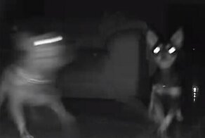 Чихуахуа прогнали соседскую кошку, решившую полакомиться их кормом