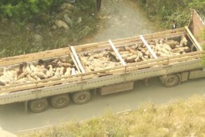 В Екатеринбург привезли две фуры баранов - местные жители недовольны