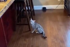 Эффективный способ отучить кота лазить по столу