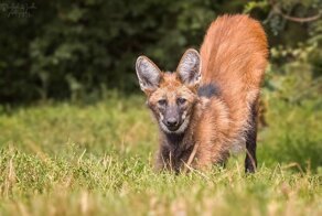 Гривистый волк- необычный зверь с ногами супермодели