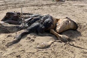 На британском пляже обнаружили тушу неопознанного существа с мехом и ластами