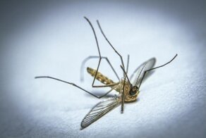 Комариная смерть: по каким очевидным и не очень причинам гибнут комары?