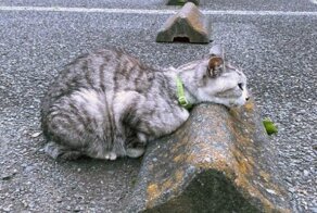 Кошки, спящие на парковочных барьерах - милота!