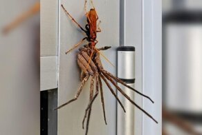 Не ходите, дети, в Австралию гулять: схватка осы и гигантского крабового паука