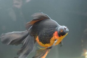 Девушка купила в зоомагазине самую грустную золотую рыбку