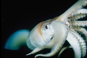 Какое животное имеет три сердца