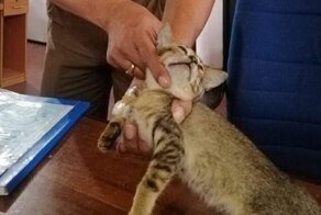 Кот, арестованный за перевозку наркотиков, сбежал из тюрьмы