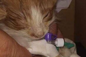 В Караганде дети до смерти замучили котят