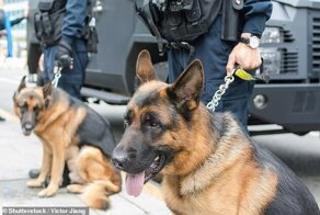 В аэропорту Дубая собак научили выявлять коронавирус
